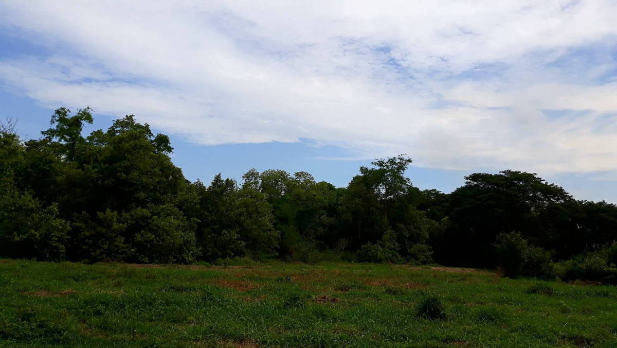 ที่ดินเปล่า อ่างทอง วิเศษชัยชาญ ไผ่จำศีล 14000000