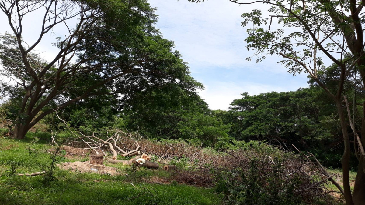 ที่ดินเปล่า อ่างทอง วิเศษชัยชาญ ไผ่จำศีล 14000000