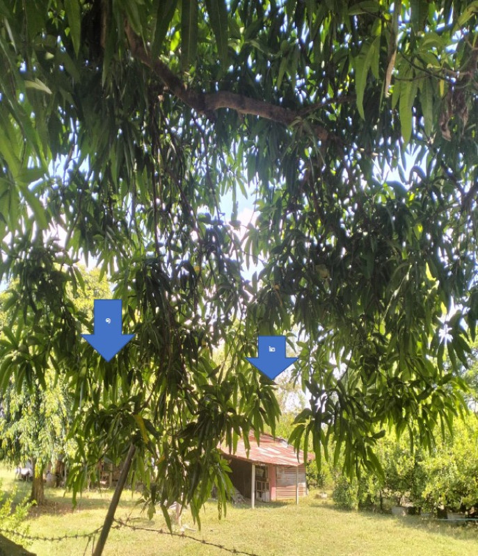 บ้านเดี่ยว ยโสธร เมืองยโสธร น้ำคำใหญ่ 249085