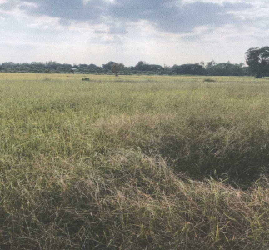 ที่ดินเปล่า มหาสารคาม เมืองมหาสารคาม เกิ้ง 1193550