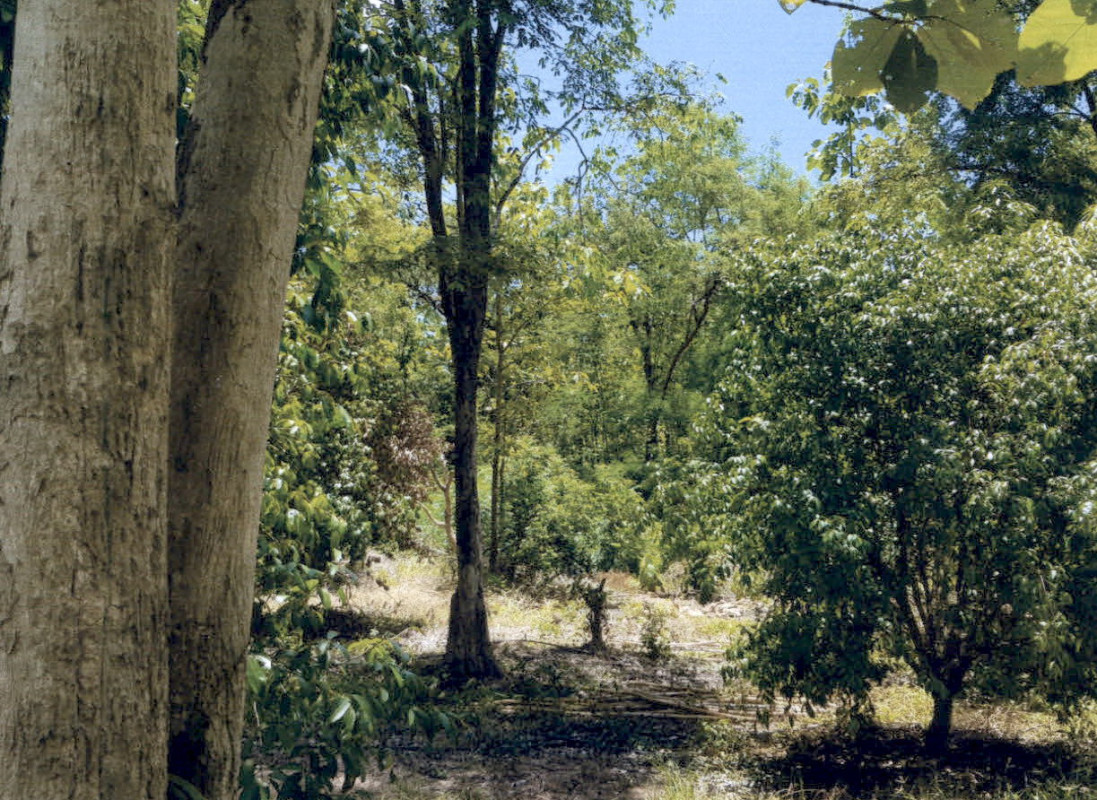 ที่ดินเปล่า เพชรบูรณ์ หนองไผ่ บ้านโภชน์ 20200