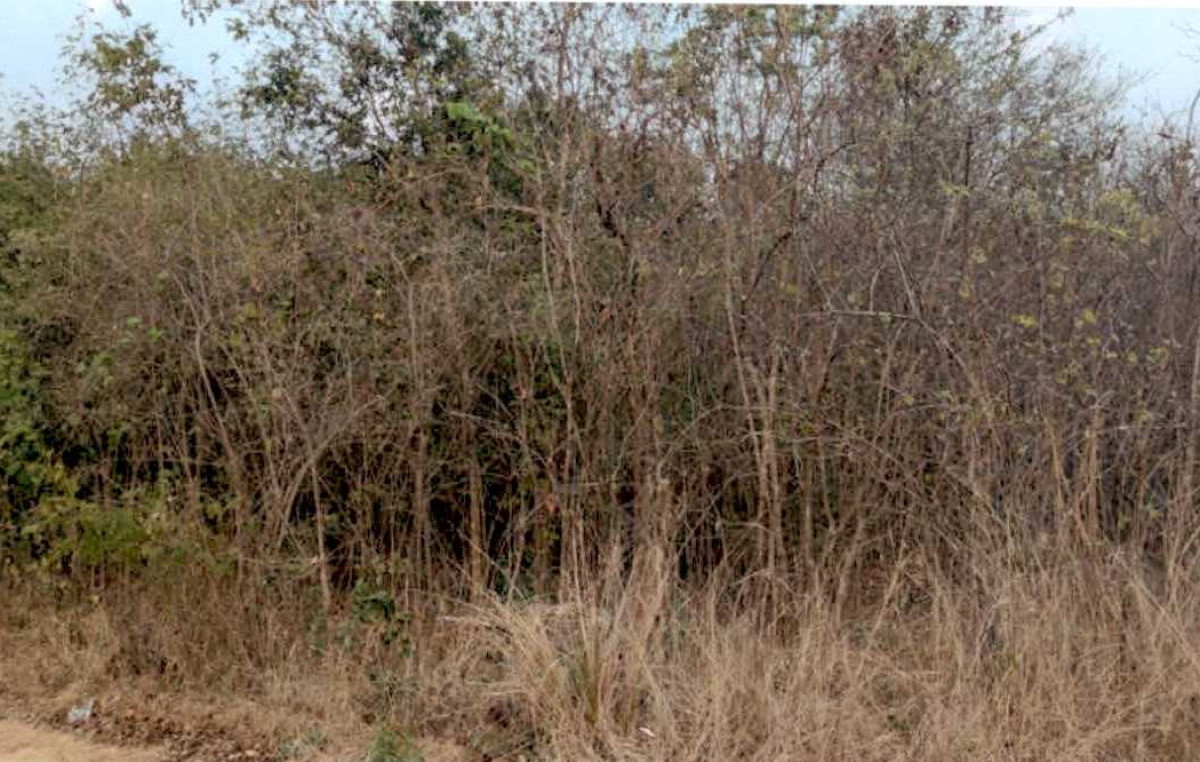 ที่ดินเปล่า ชัยภูมิ แก้งคร้อ หนองขาม 377400