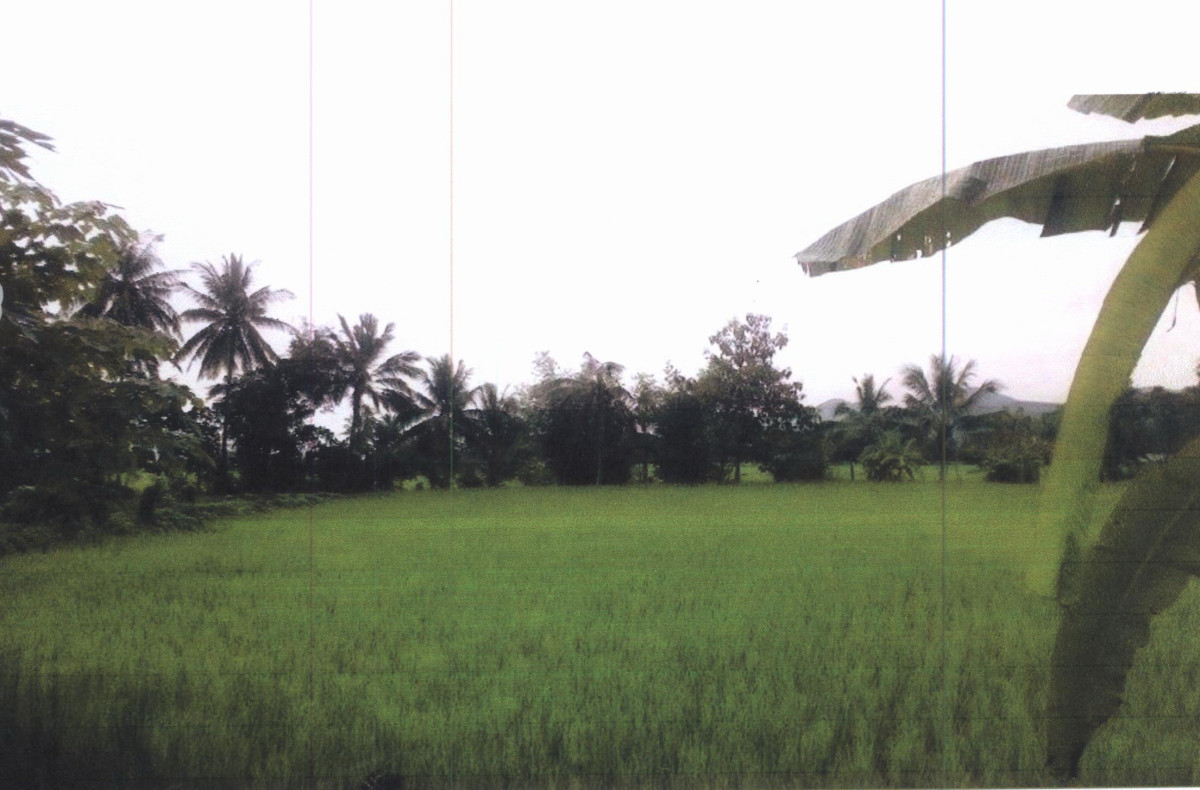 ที่ดินเปล่า เลย เมืองเลย นาอ้อ 177750