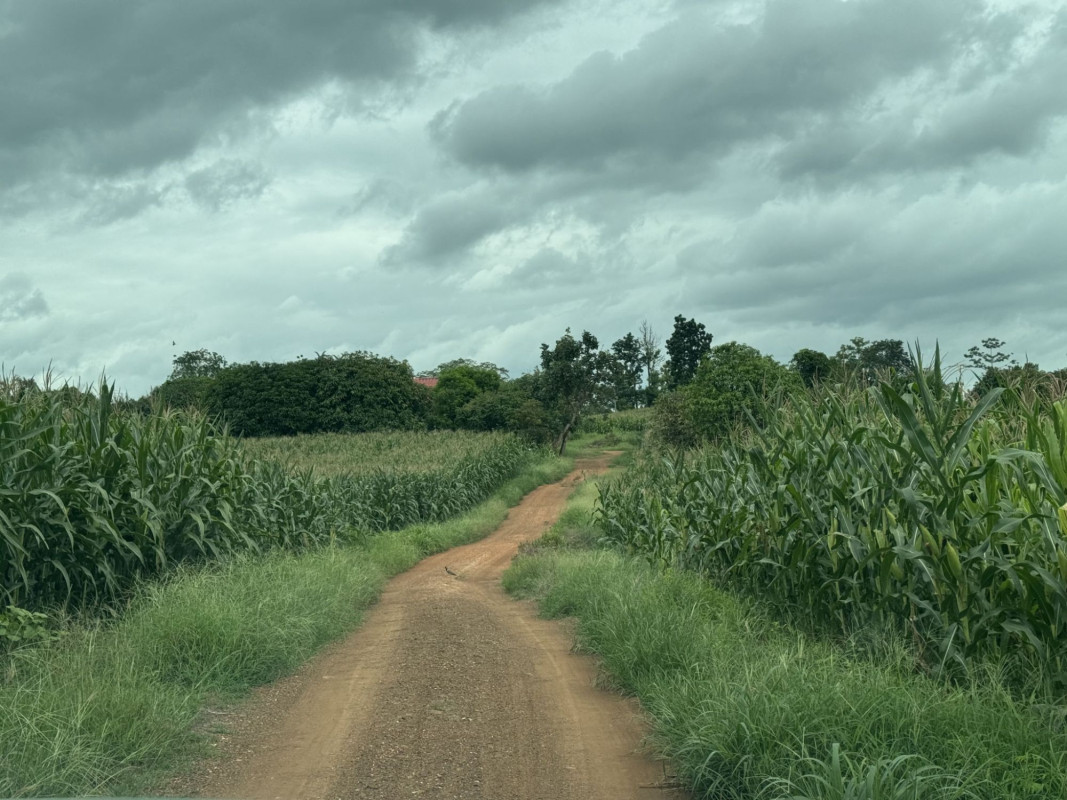 ที่ดินเปล่า เพชรบูรณ์ หนองไผ่ ยางงาม 36000