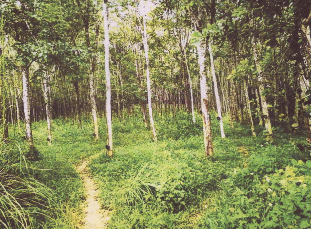 ที่ดินเปล่า สงขลา รัตภูมิ เขาพระ 3897300