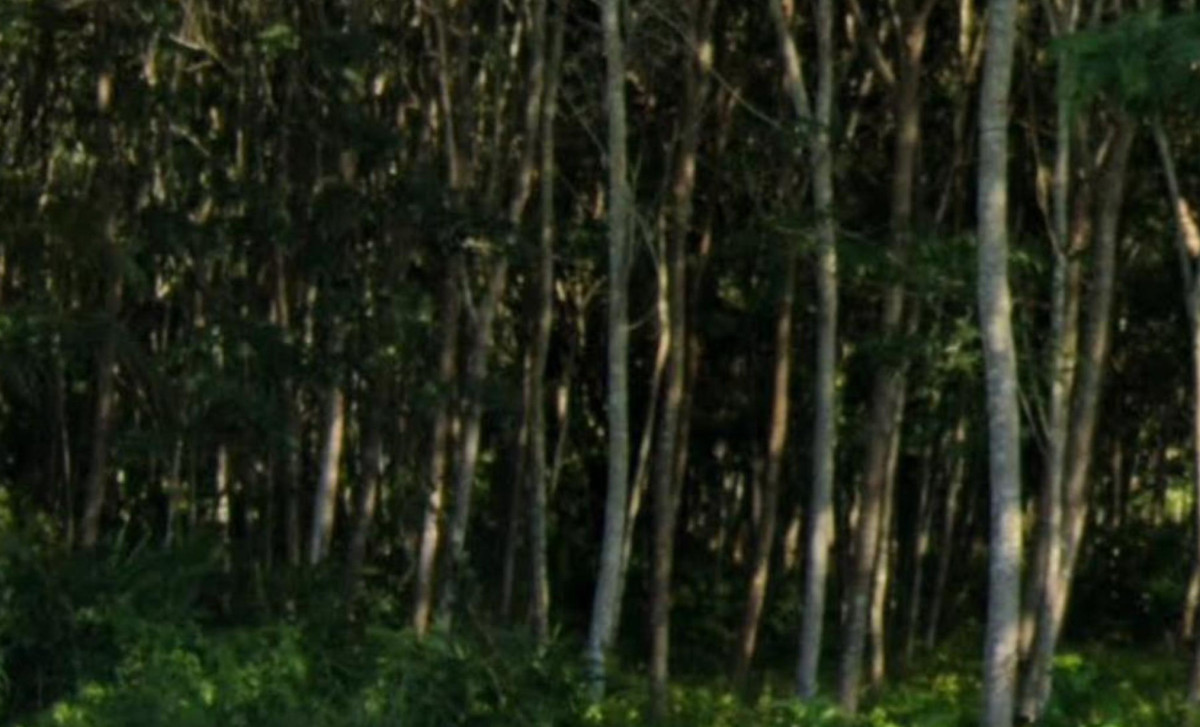 ที่ดินเปล่า ปัตตานี ยะรัง วัด 91476