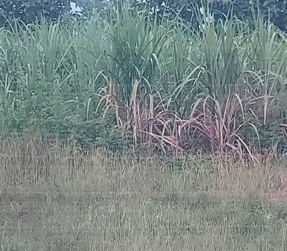 ที่ดินเปล่า สกลนคร พรรณานิคม ไร่ 141960