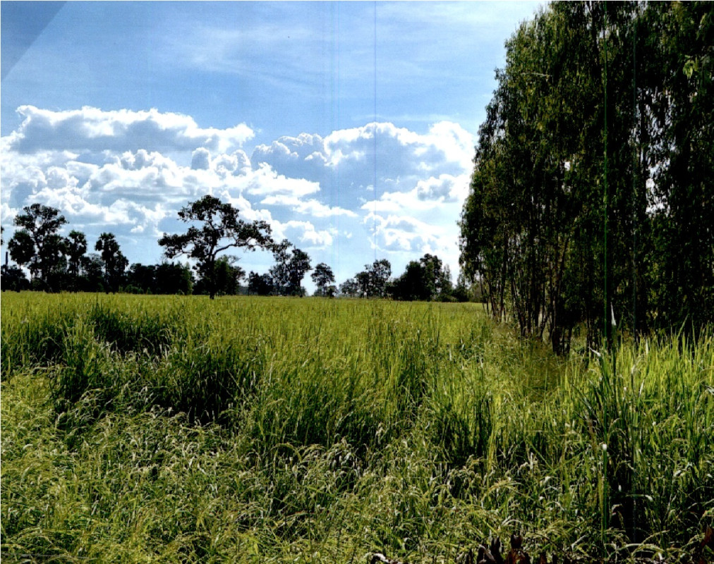 ที่ดินเปล่า นครราชสีมา เมืองยาง ละหานปลาค้าว 49820