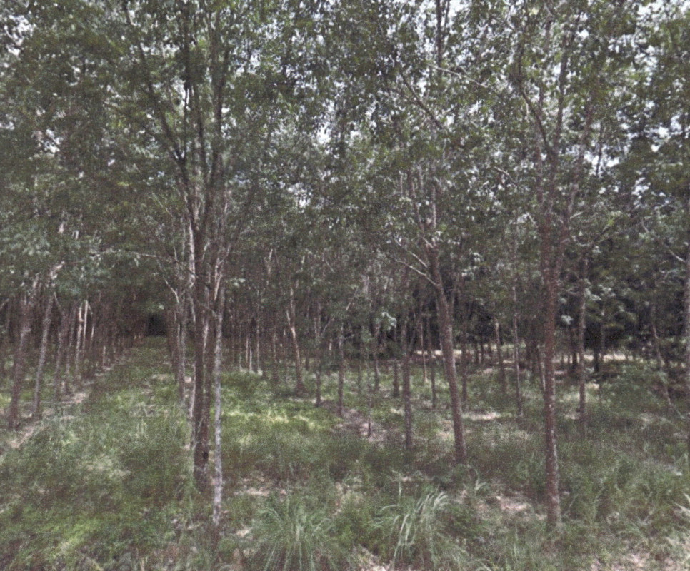 Residential land/lot Pattani Nong Chik Tha Kamcham 189900