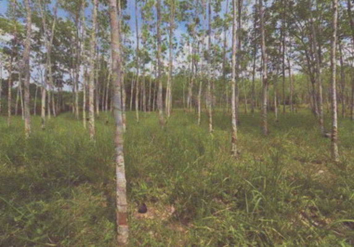 ที่ดินเปล่า สงขลา หาดใหญ่ ควนลัง 826025