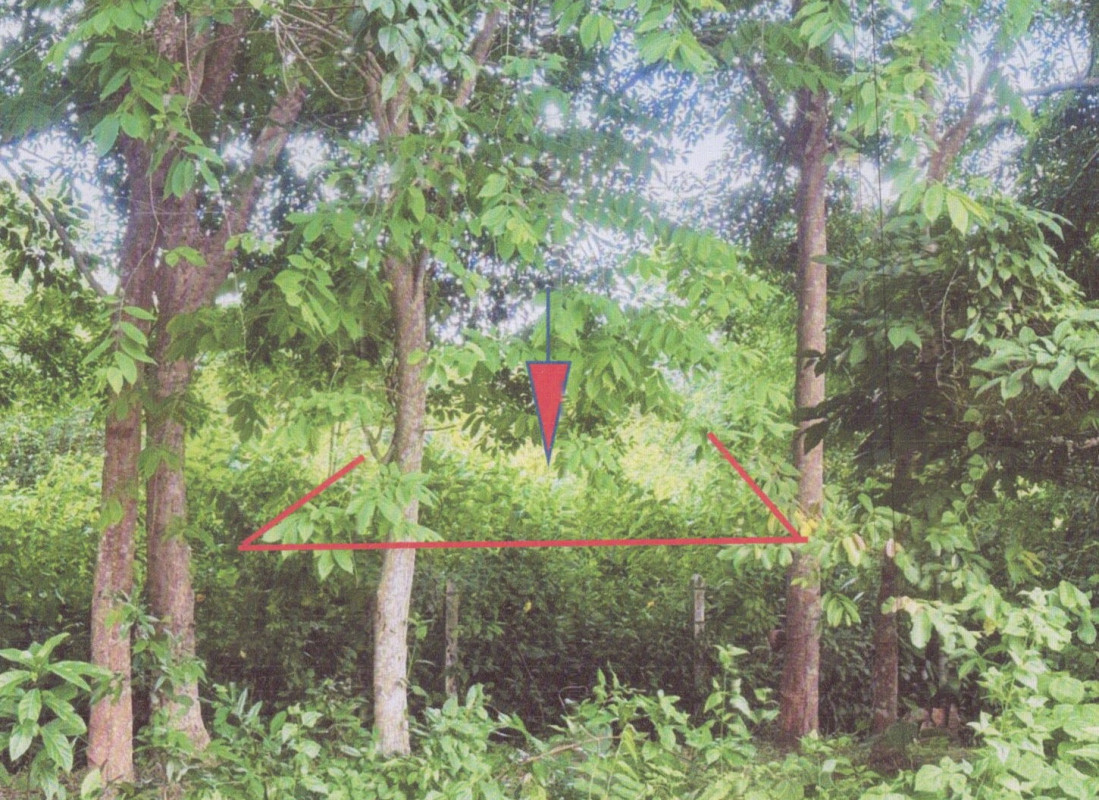 ที่ดินเปล่า สงขลา นาหม่อม พิจิตร 101250