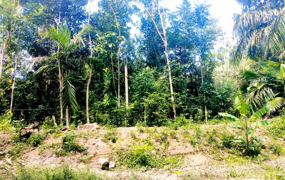 ที่ดินเปล่า นครศรีธรรมราช ทุ่งใหญ่ ทุ่งสัง 330600