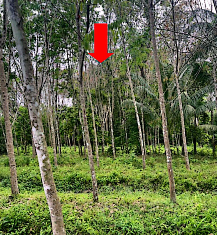 ที่ดินเปล่า ปัตตานี ยะรัง ประจัน 116556