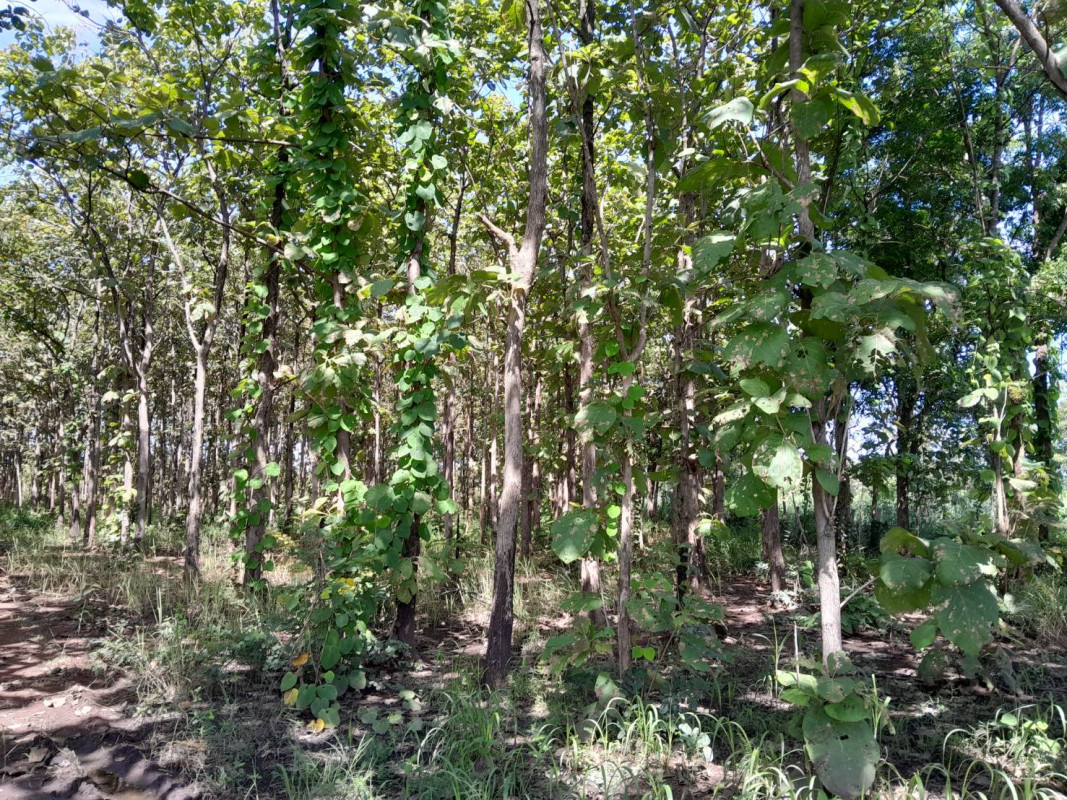 บ้านเดี่ยว เพชรบูรณ์ หนองไผ่ กองทูล 5508925