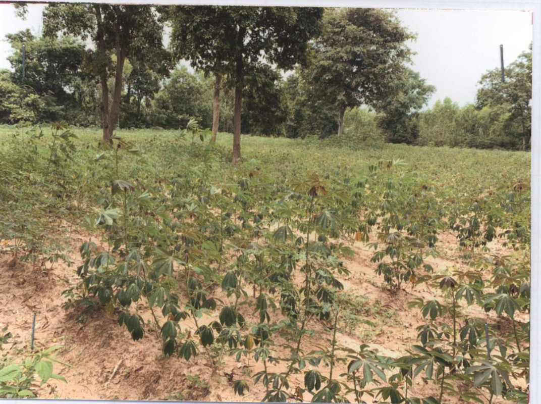 ที่ดินเปล่า มหาสารคาม ยางสีสุราช นาภู 217200