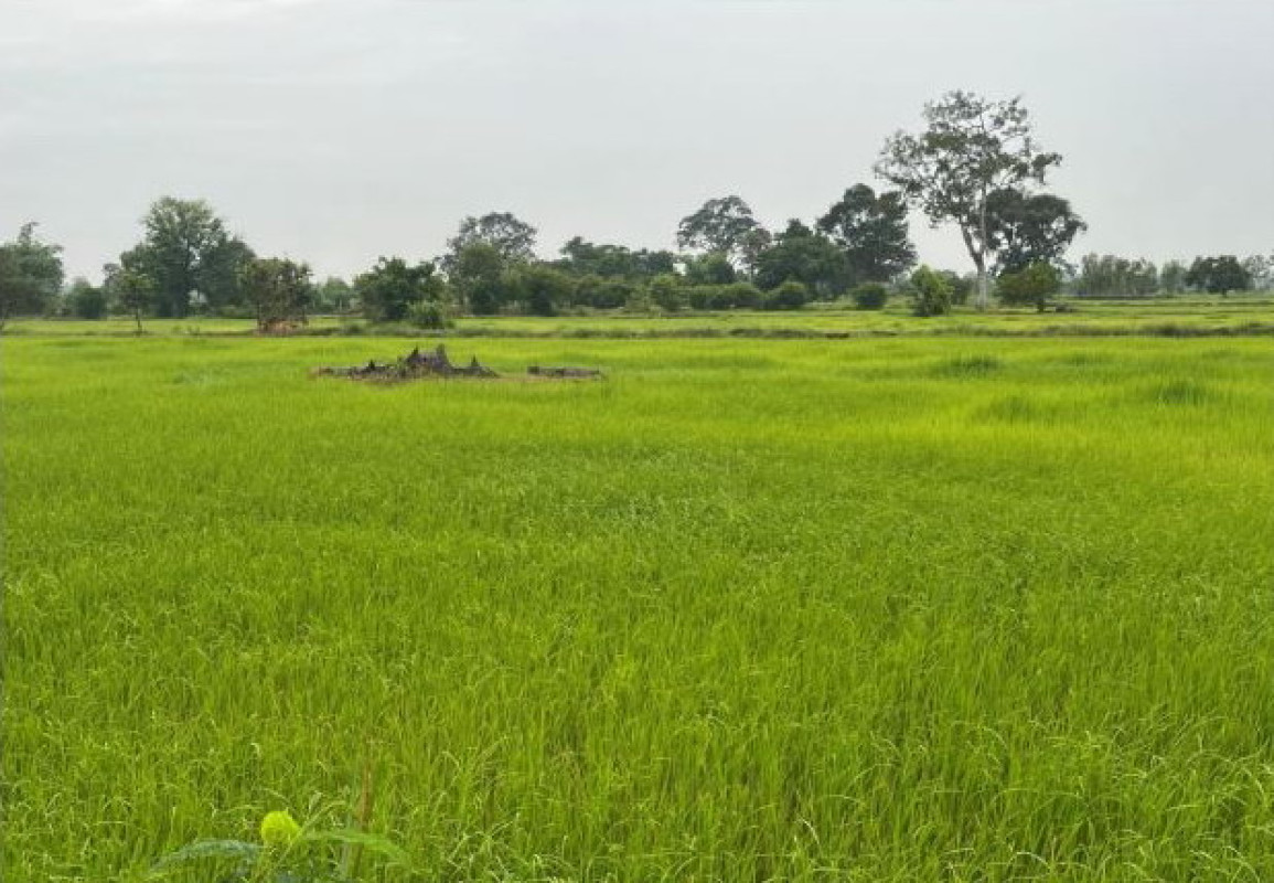 ที่ดินเปล่า มหาสารคาม พยัคฆภูมิพิสัย หนองบัว 48000