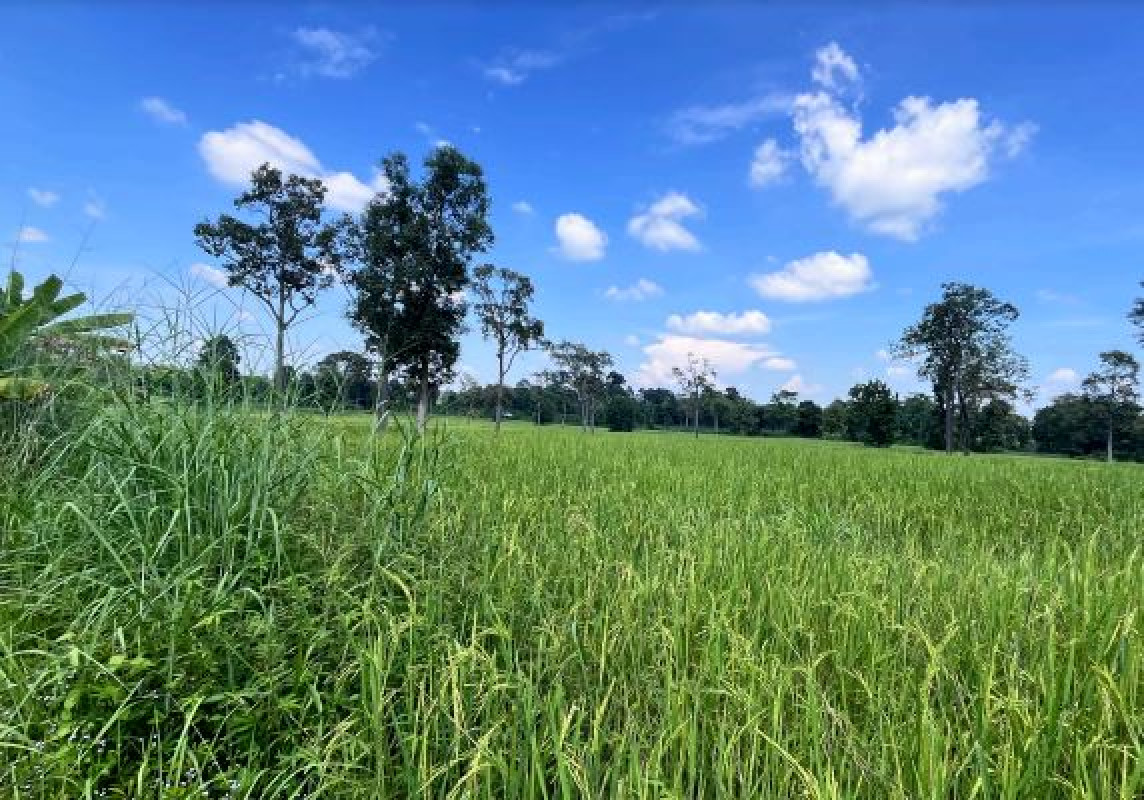 ที่ดินเปล่า อุบลราชธานี นาจะหลวย นาจะหลวย 368000