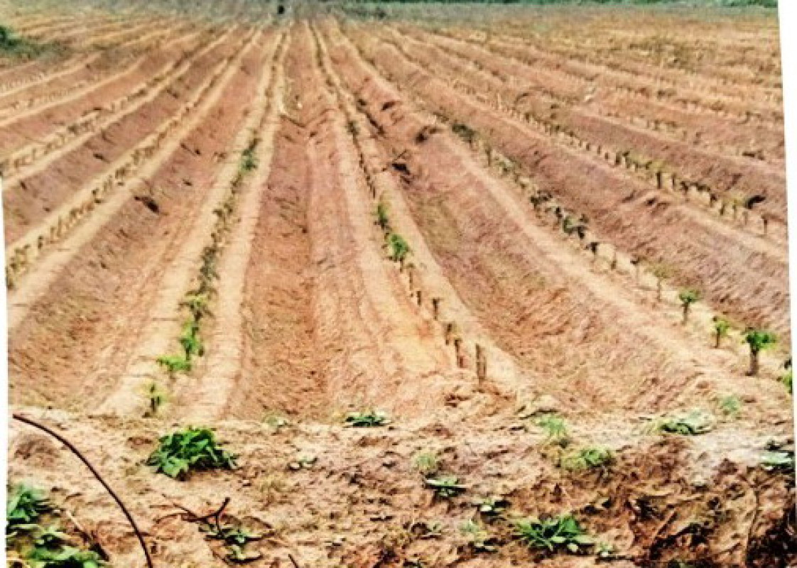 ที่ดินเปล่า กาฬสินธุ์ หนองกุงศรี ดงมูล 752800