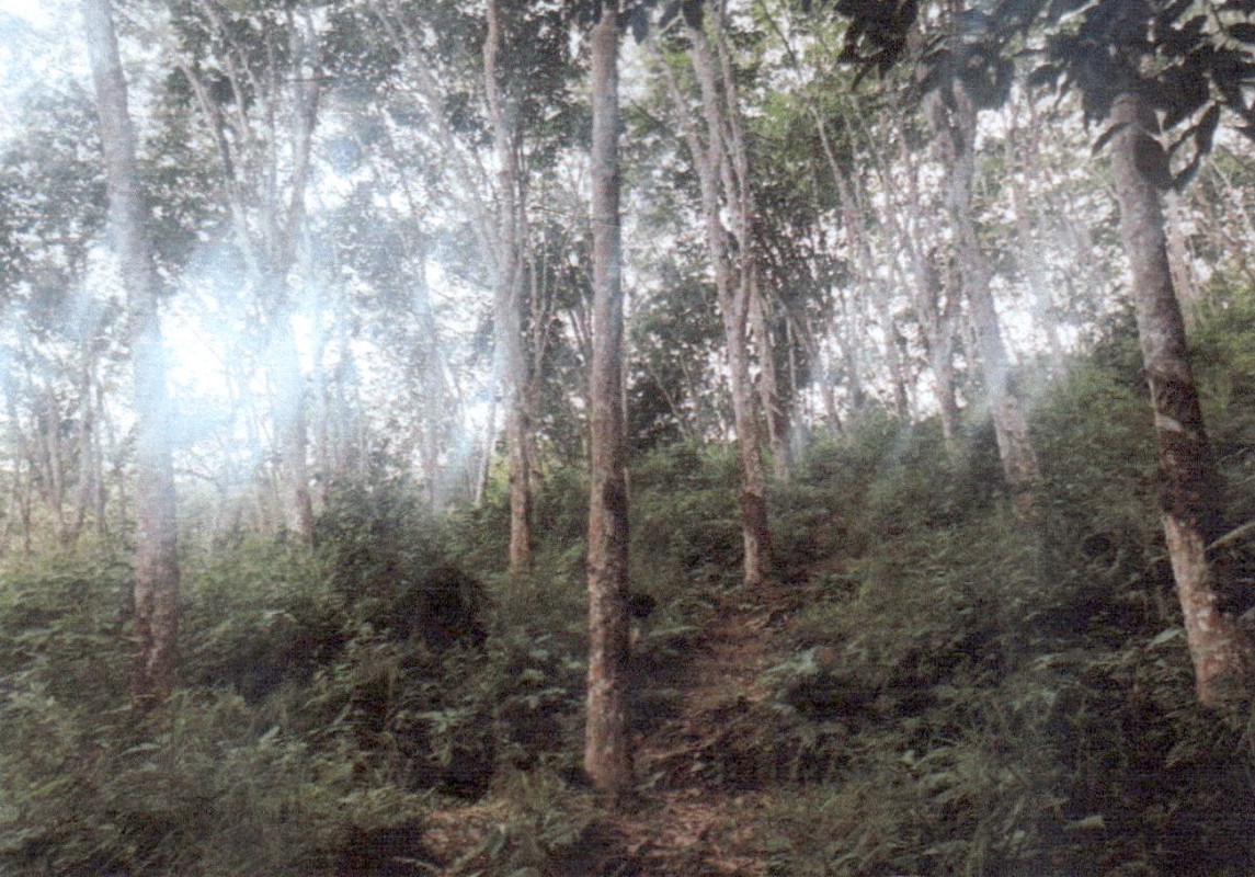 ที่ดินเปล่า กระบี่ เหนือคลอง เกาะศรีบอยา 638400