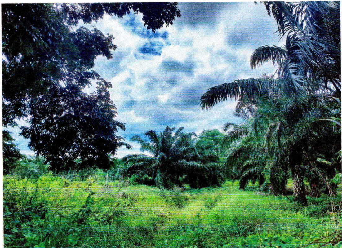 บ้านเดี่ยว หนองคาย สังคม ผาตั้ง 1383080