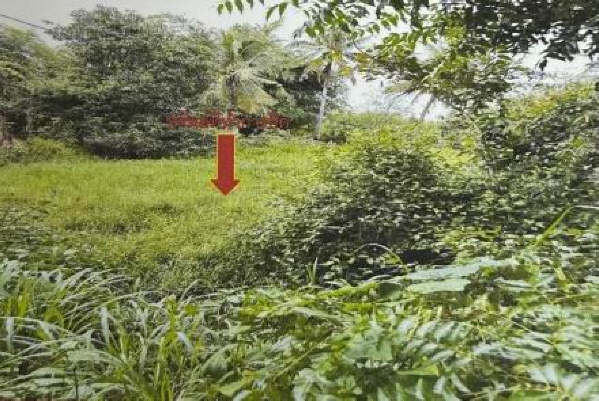 ที่ดินเปล่า กาฬสินธุ์ นามน สงเปลือย 253500