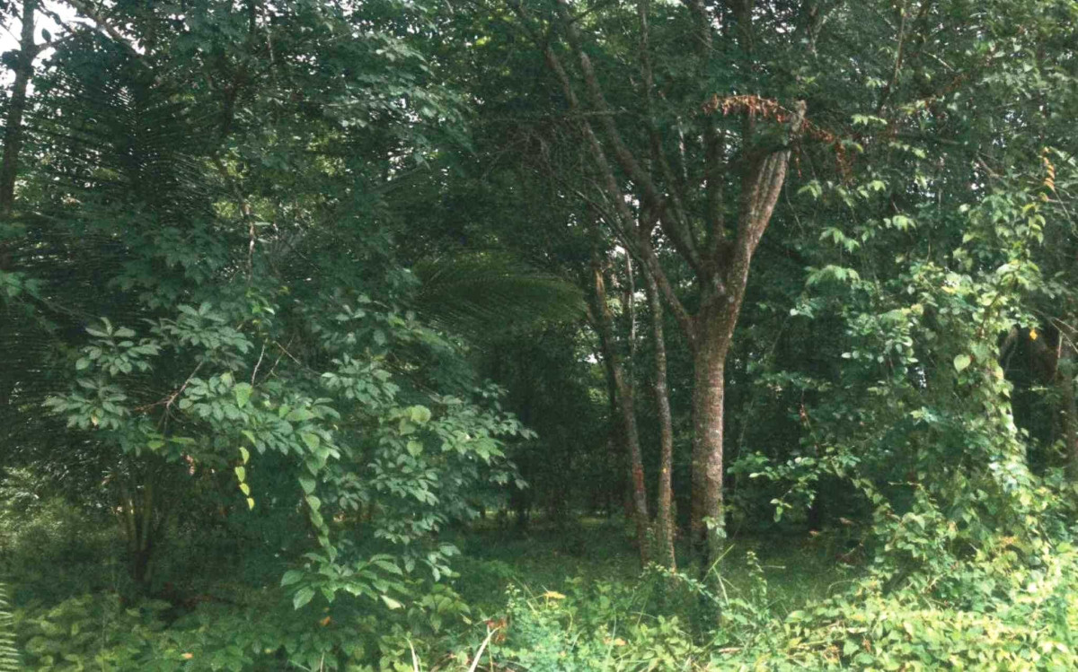 บ้านเดี่ยว ปัตตานี มายอ ถนน 999330