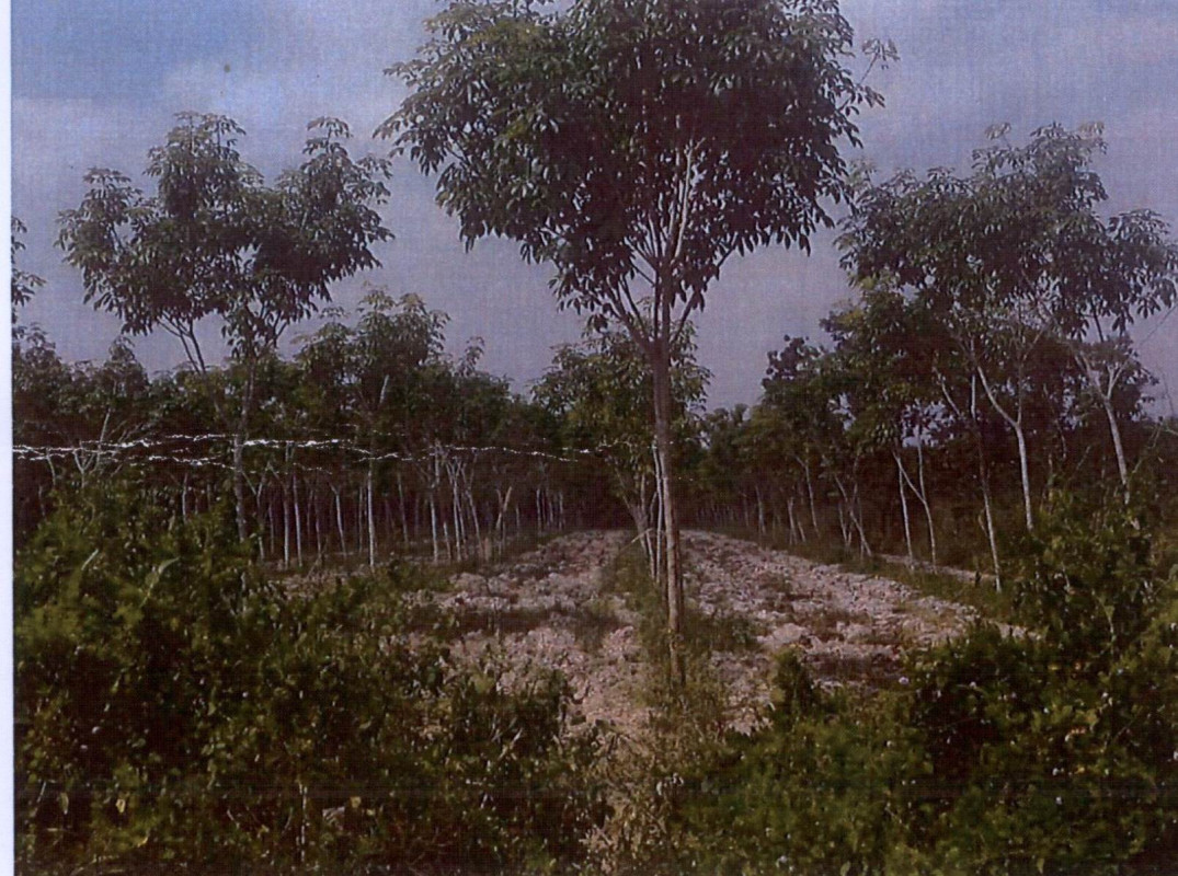 ที่ดินเปล่า สกลนคร พรรณานิคม นาหัวบ่อ 168000