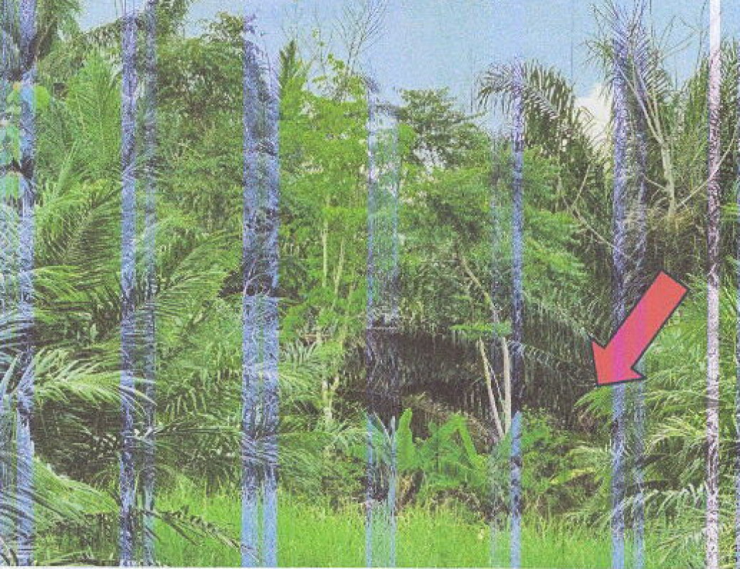 ที่ดินเปล่า กระบี่ ลำทับ ลำทับ 58230