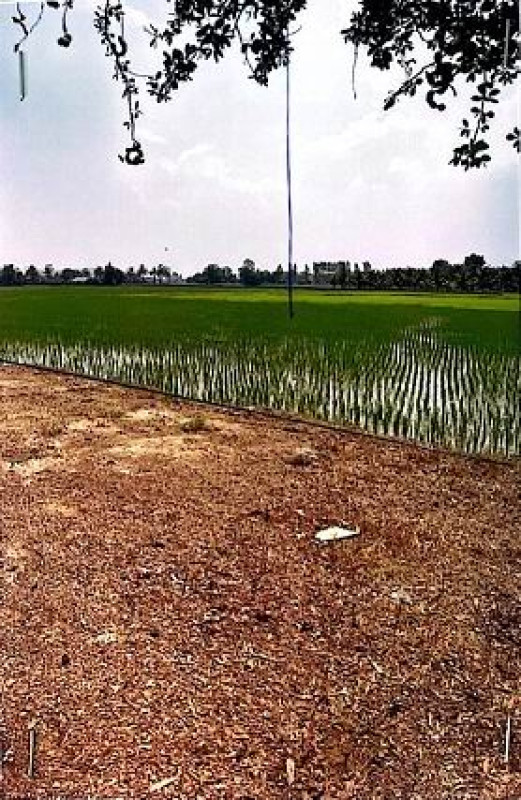 ที่ดินเปล่า ราชบุรี บ้านโป่ง หนองปลาหมอ 2934900