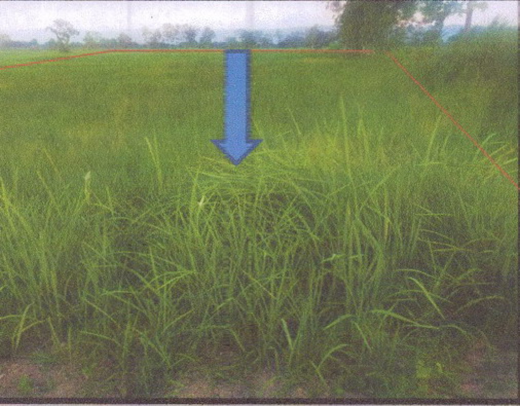 ที่ดินเปล่า พะเยา ดอกคำใต้ สว่างอารมณ์ 108000