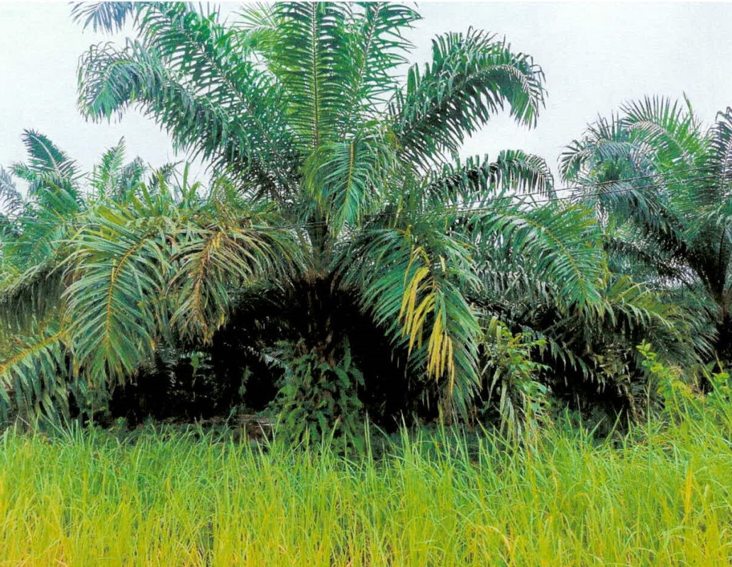 Residential land/lot Surat Thani Phanom Ton Yuan 2000000