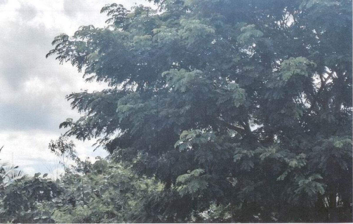 ที่ดินเปล่า เพชรบูรณ์ วิเชียรบุรี ท่าโรง 51700