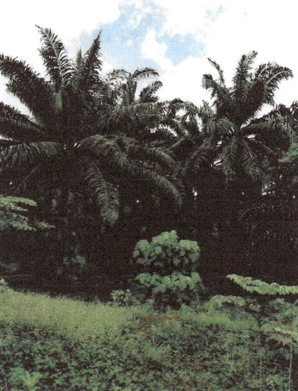 ที่ดินเปล่า กระบี่ เหนือคลอง เหนือคลอง 457600