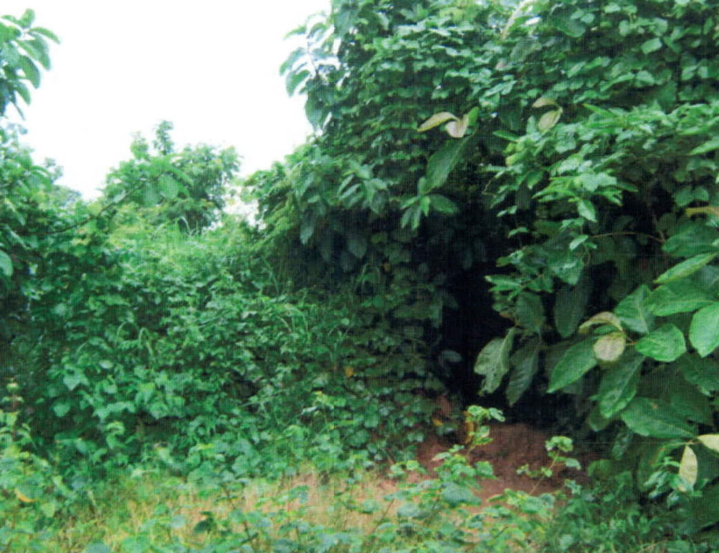 ที่ดินเปล่า ลำปาง ห้างฉัตร เวียงตาล 279750