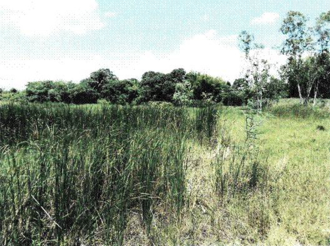 ที่ดินเปล่า ลพบุรี ชัยบาดาล บัวชุม 312200