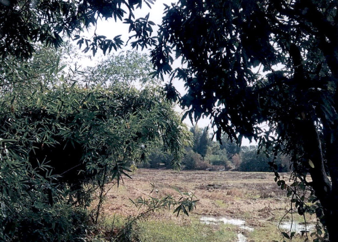 Residential land/lot Kalasin Kamalasai Lak Mueang 1985760