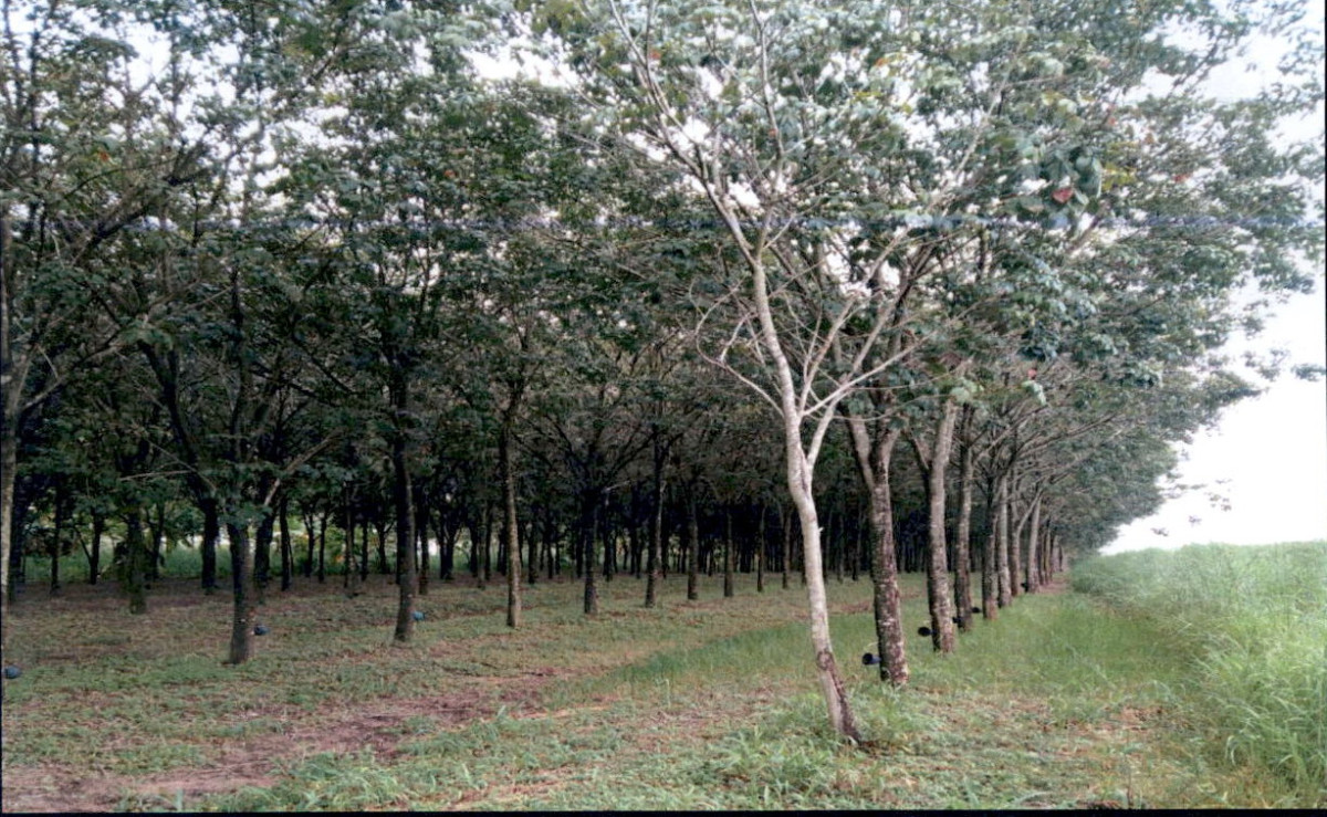 Residential land/lot Kalasin Nong Kung Si Nong Yai 244000