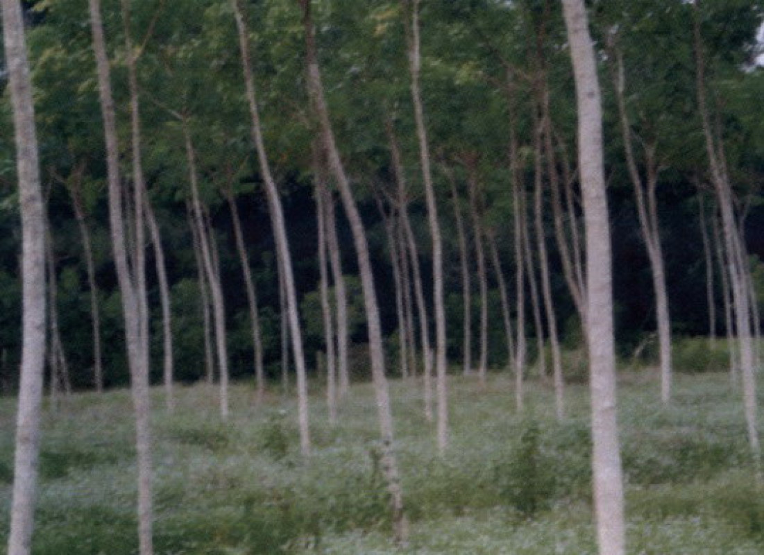 ที่ดินเปล่า สงขลา เทพา สะกอม 438625