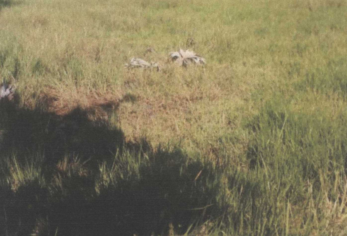 ที่ดินเปล่า ปัตตานี สายบุรี ตะลุบัน 114840