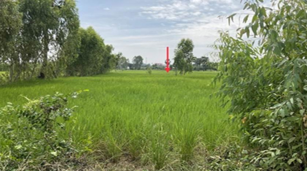 ที่ดินเปล่า นครราชสีมา ลำทะเมนชัย ขุย 885400