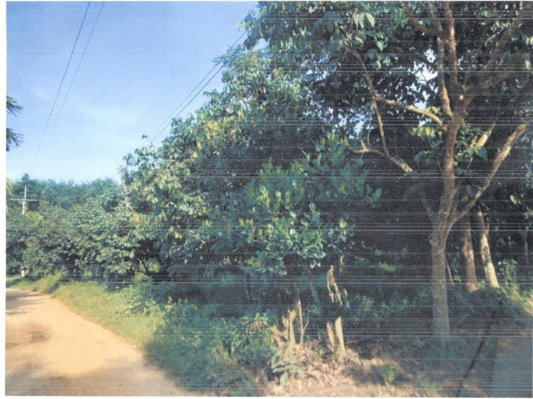 ที่ดินเปล่า สงขลา รัตภูมิ ท่าชะมวง 288800