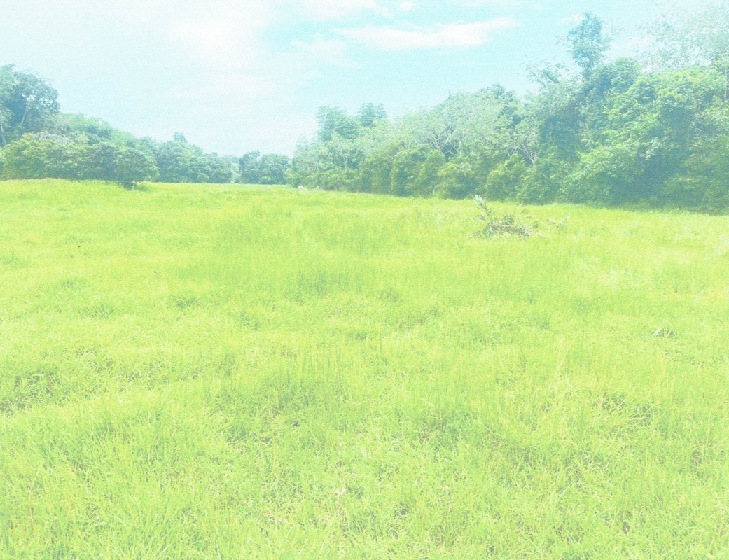 ที่ดินเปล่า ปัตตานี ยะรัง สะดาวา 66000