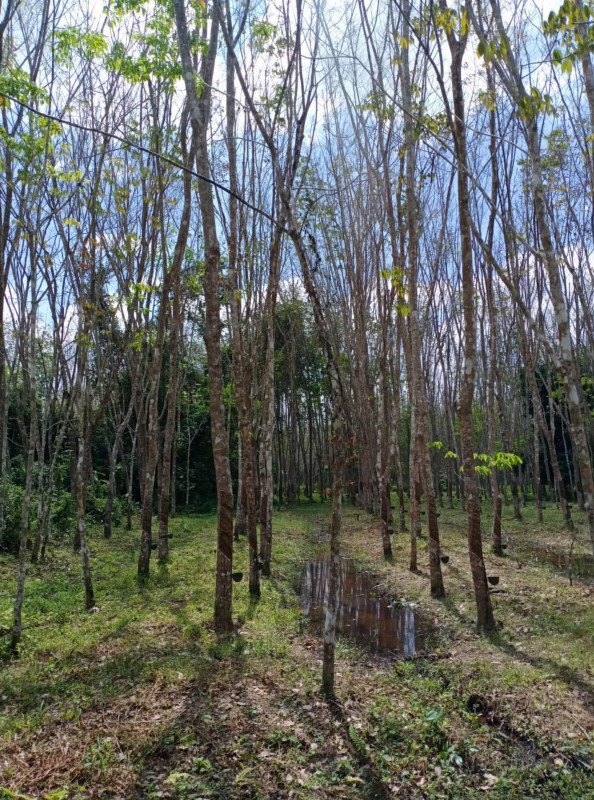 ที่ดินเปล่า ปัตตานี ยะรัง ยะรัง 17200