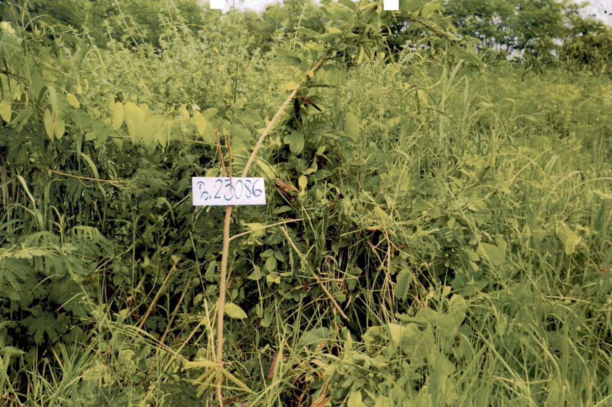 ที่ดินเปล่า สระบุรี แก่งคอย ทับกวาง 337500