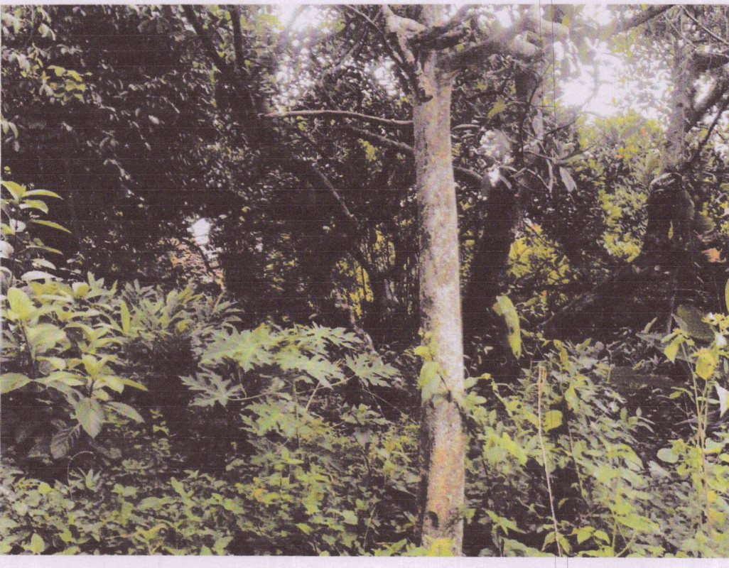 ที่ดินเปล่า สงขลา เมืองสงขลา เกาะยอ 1239300