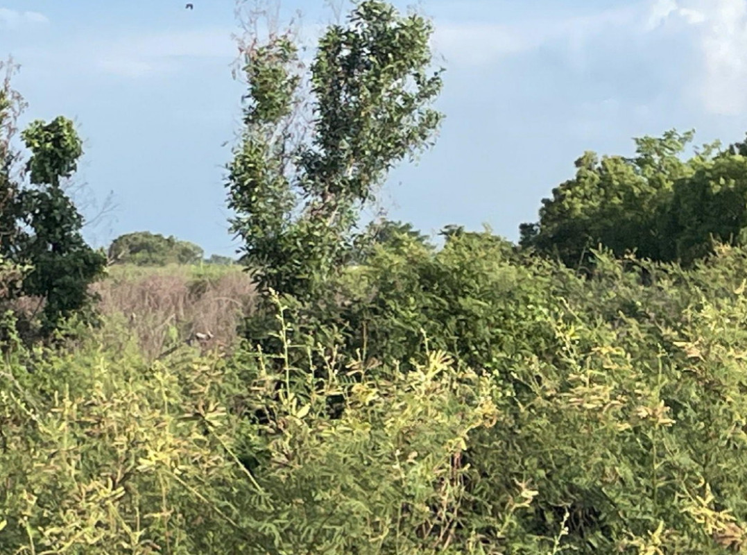 ที่ดินเปล่า นครนายก ปากพลี เกาะโพธิ์ 22500