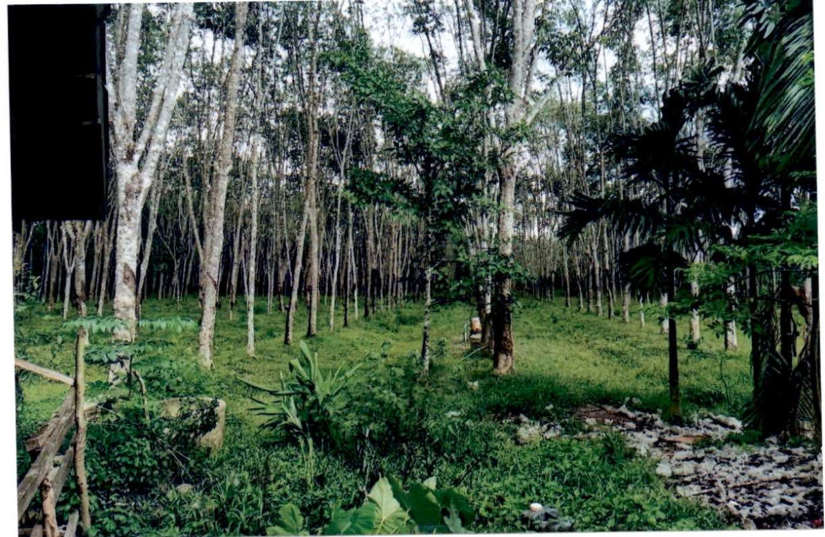 บ้านเดี่ยว นครศรีธรรมราช ฉวาง ไม้เรียง 2070220