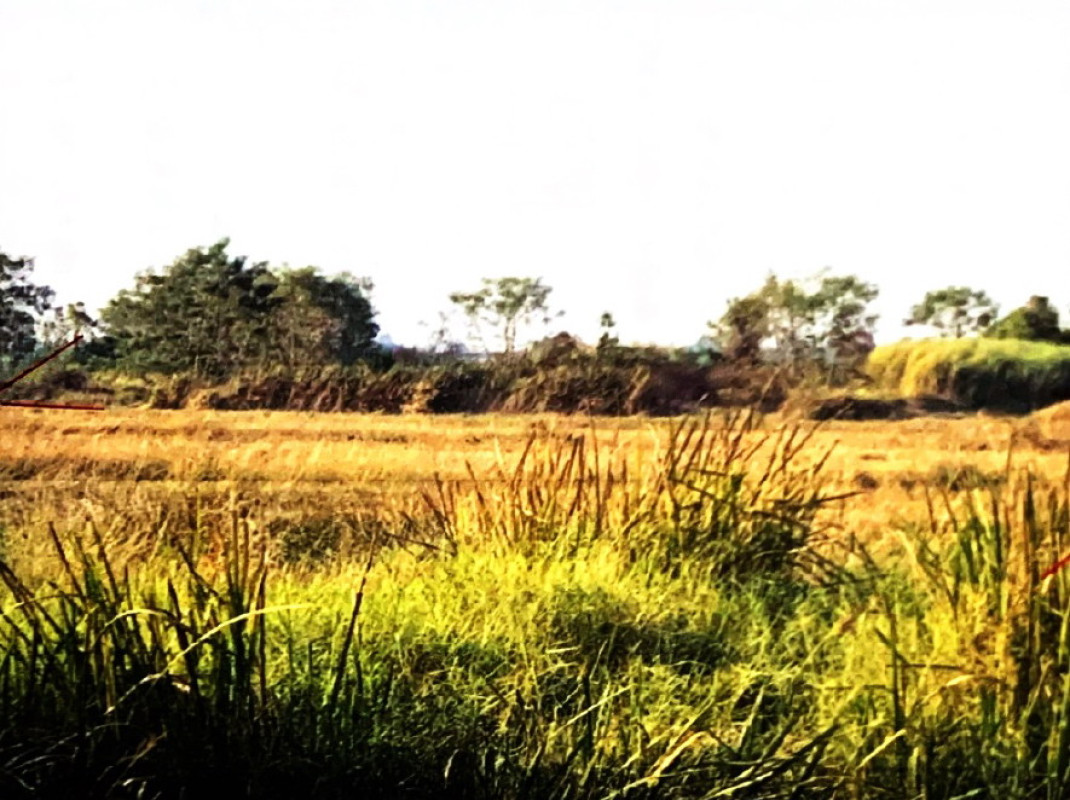 ที่ดินเปล่า นครนายก เมืองนครนายก ดอนยอ 664302