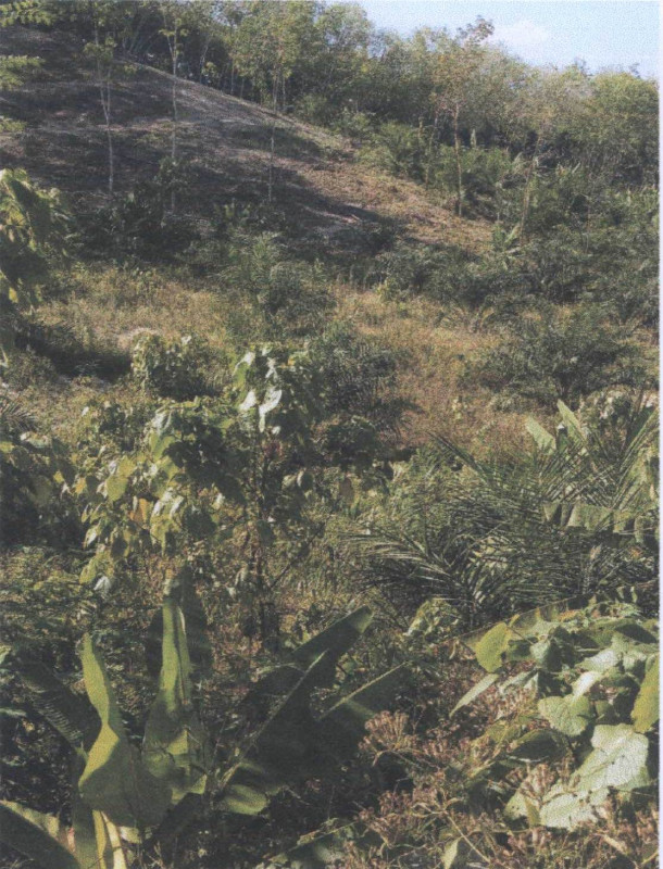 Residential land/lot Krabi Khao Phanom Na Khao 1478400