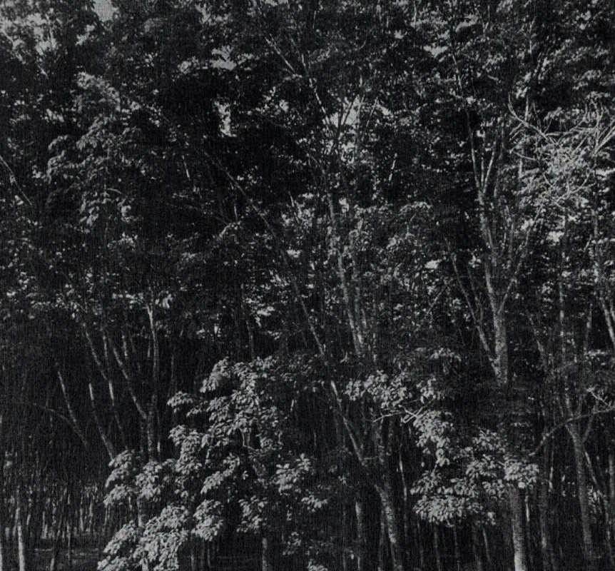 ที่ดินเปล่า นครศรีธรรมราช ถ้ำพรรณรา ถ้ำพรรณรา 873990